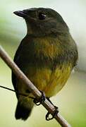 White-fronted Manakin