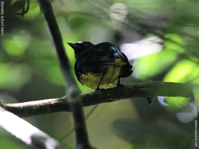 White-fronted Manakin male
