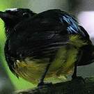 Manakin à front blanc