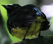 White-fronted Manakin