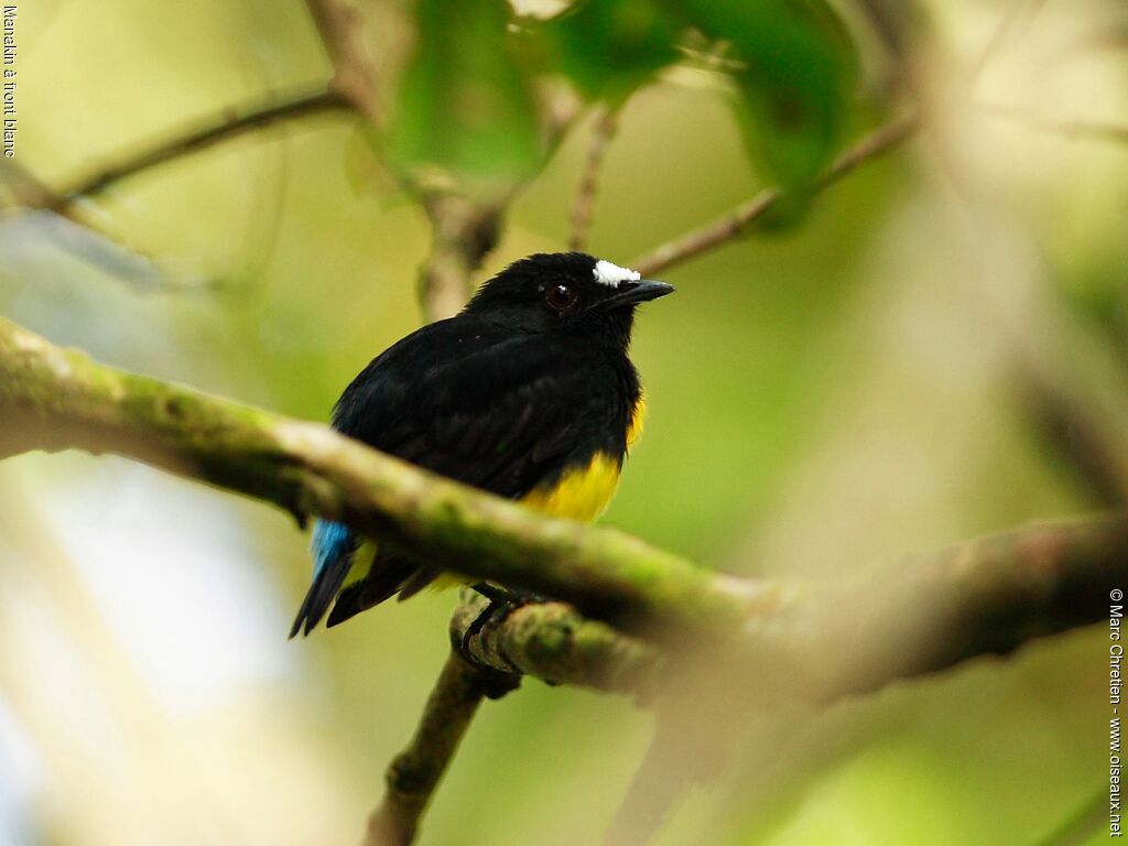 White-fronted Manakin male adult