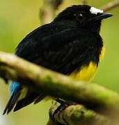 White-fronted Manakin