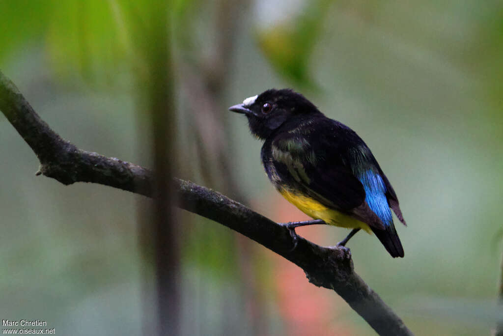 White-fronted Manakin male adult, identification