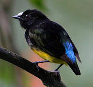 White-fronted Manakin