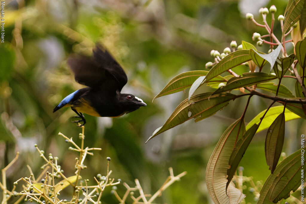 White-fronted Manakin