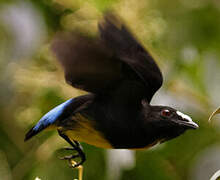 White-fronted Manakin