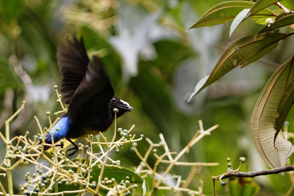 White-fronted Manakin male adult