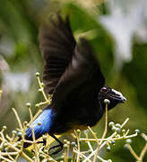 White-fronted Manakin