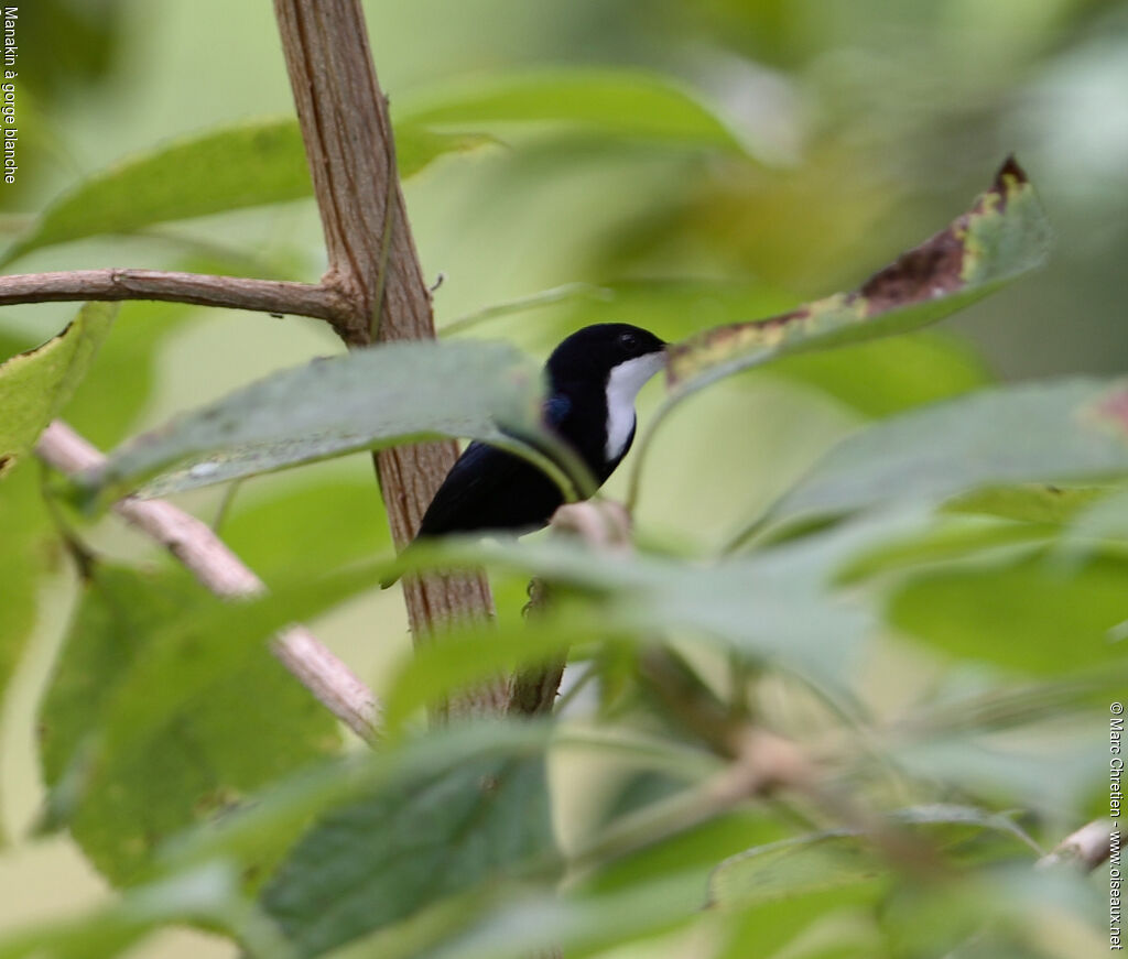 White-throated Manakin male