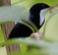 White-throated Manakin