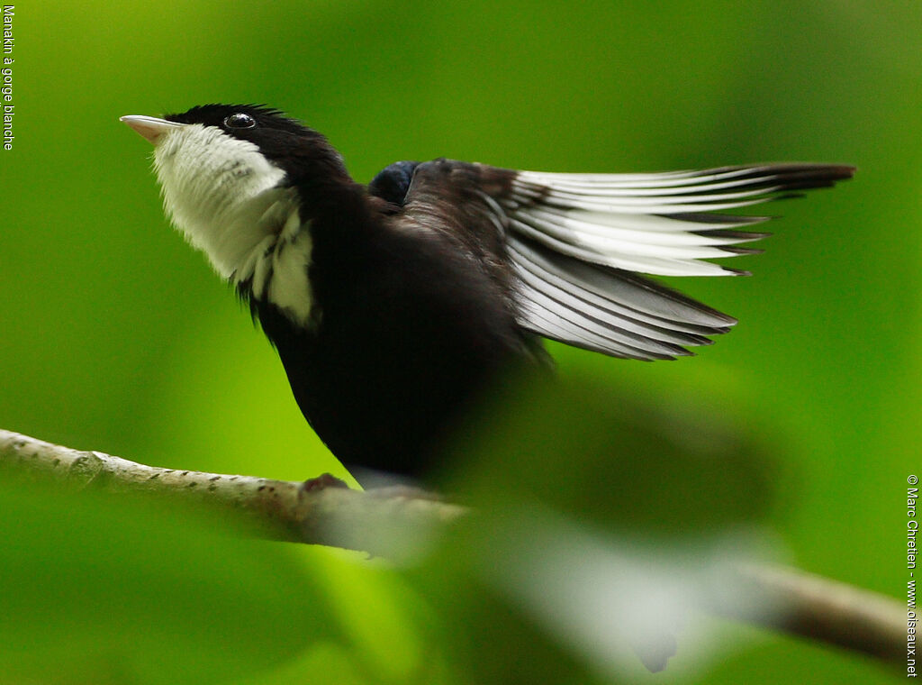 Manakin à gorge blanche mâle adulte