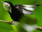 Manakin à gorge blanche