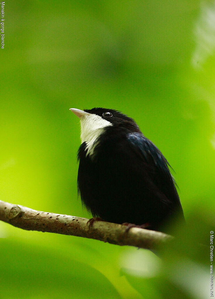 White-throated Manakin