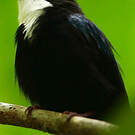 Manakin à gorge blanche