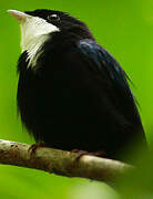 White-throated Manakin