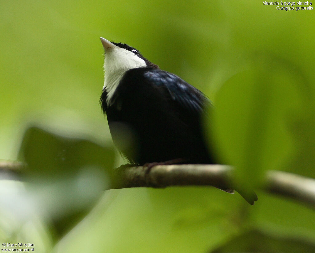 Manakin à gorge blanche