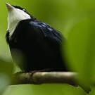 Manakin à gorge blanche