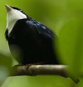 White-throated Manakin