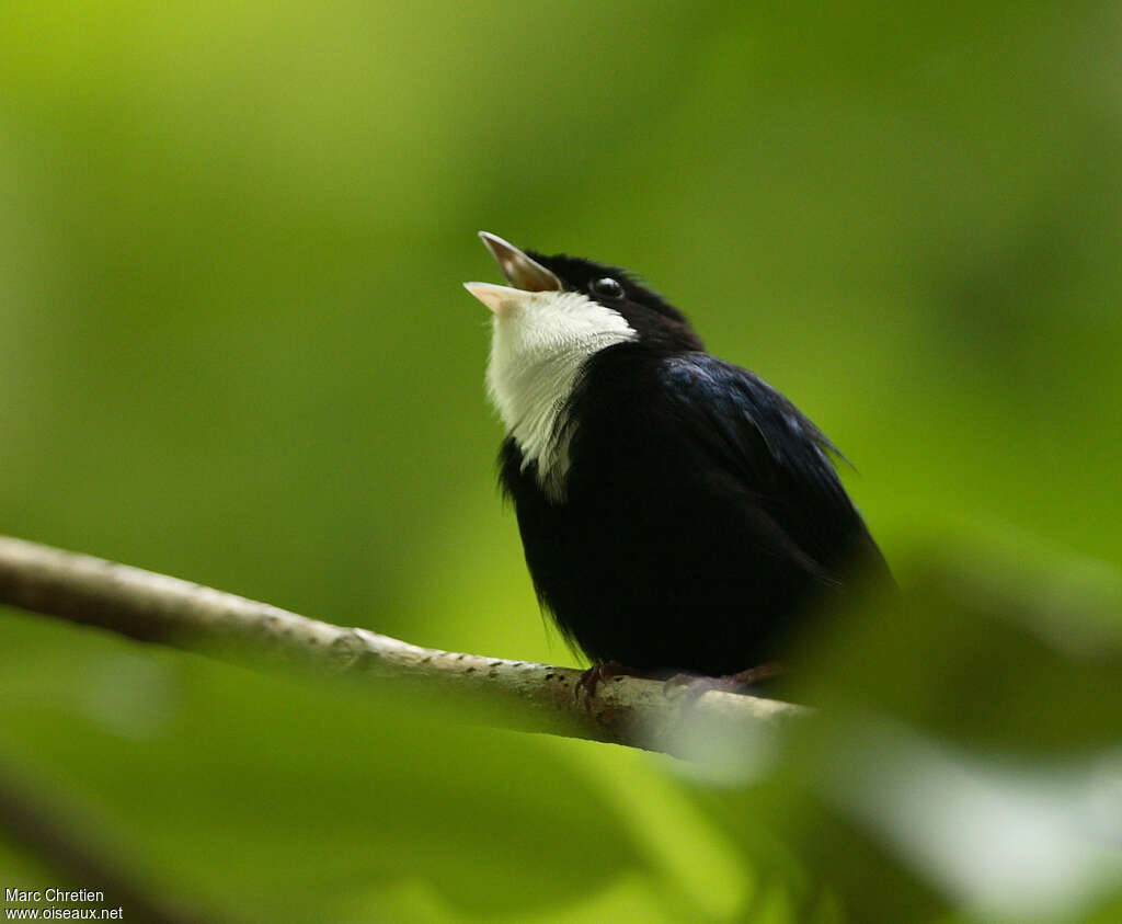 White-throated Manakin male adult, song