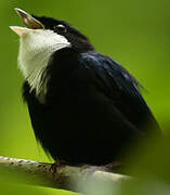 White-throated Manakin