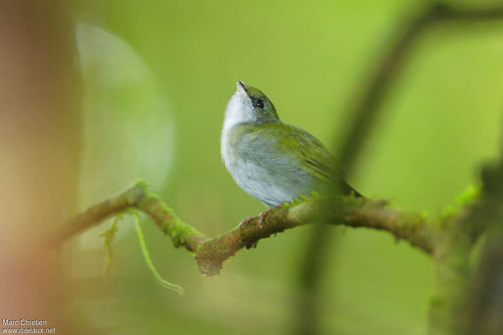 Manakin à gorge blanche femelle adulte