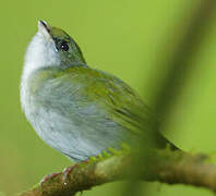 White-throated Manakin