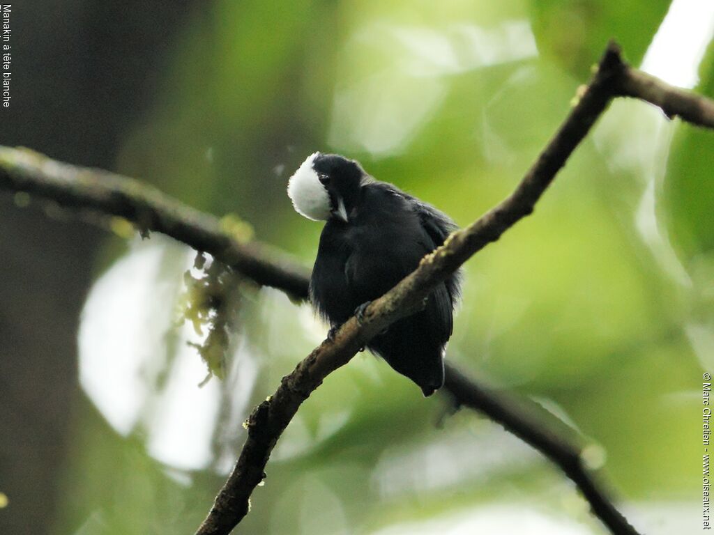 Manakin à tête blanche mâle adulte