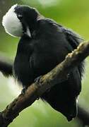 White-crowned Manakin