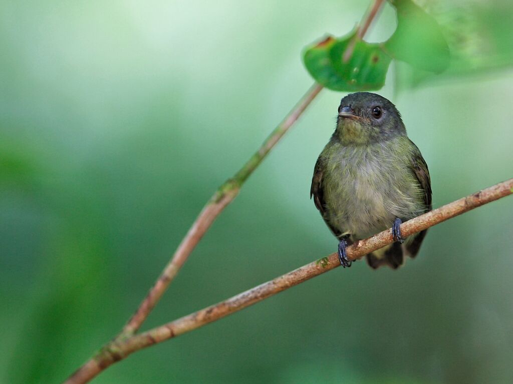 Manakin à tête blanche