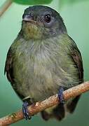 White-crowned Manakin