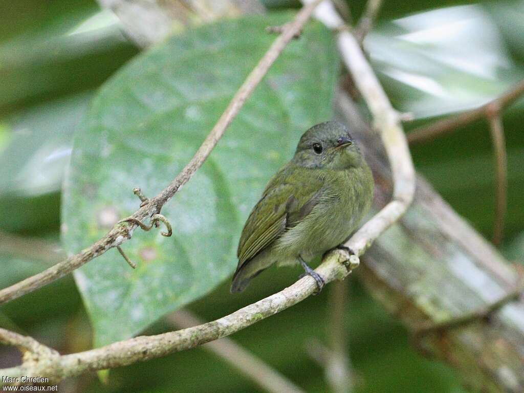 Manakin à tête blanche femelle adulte, identification