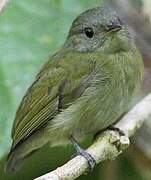 White-crowned Manakin