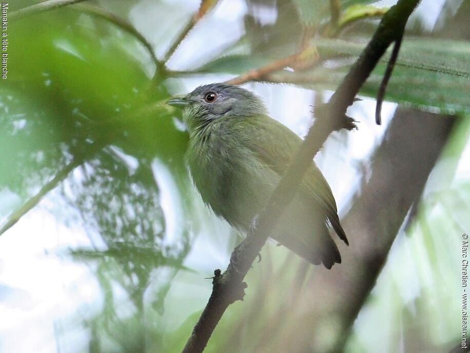 Manakin à tête blanche femelle adulte