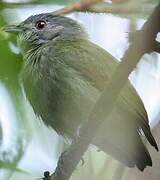 White-crowned Manakin