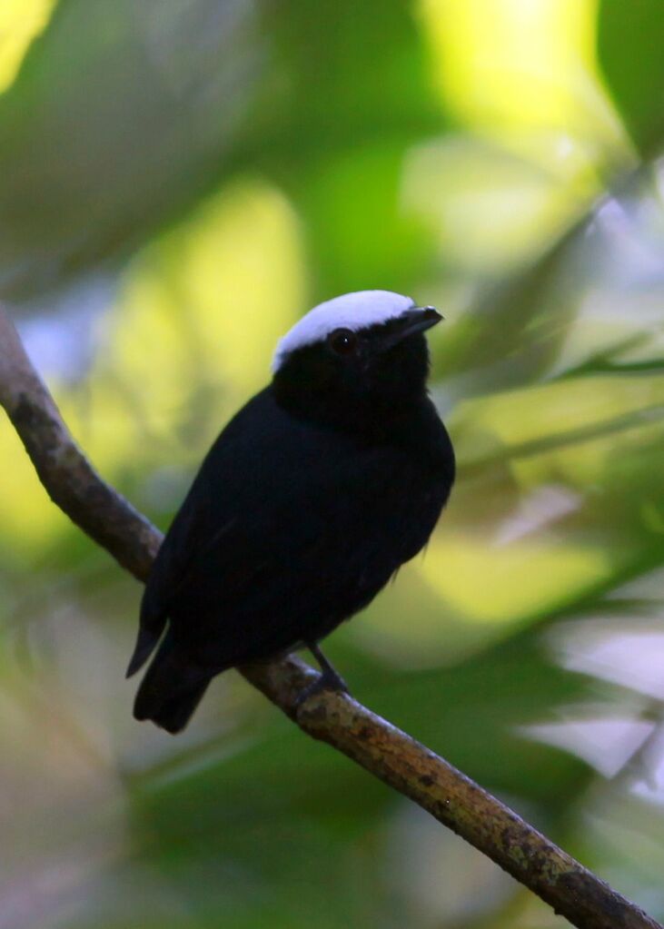 Manakin à tête blanche