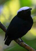 Manakin à tête blanche