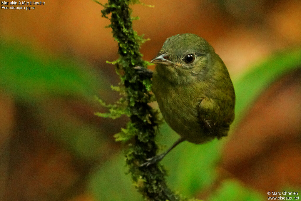 White-crowned Manakinimmature