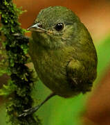 White-crowned Manakin