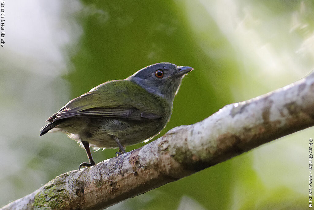 Manakin à tête blanche femelle