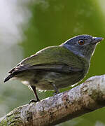 White-crowned Manakin