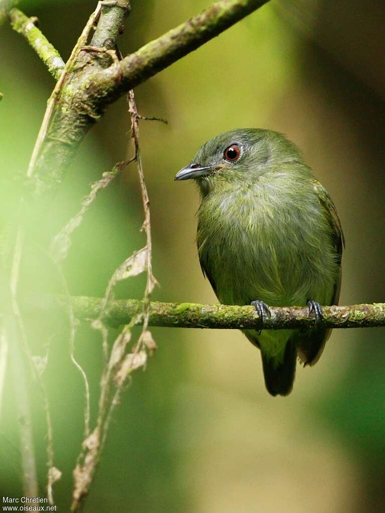 Manakin à tête blanche femelle adulte, portrait