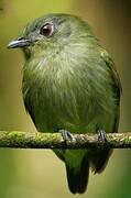 White-crowned Manakin