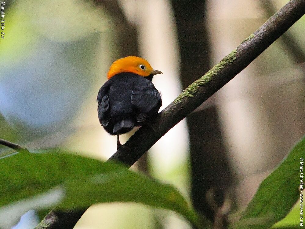 Manakin à tête d'or mâle