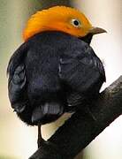 Golden-headed Manakin