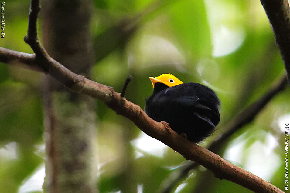 Manakin à tête d'or