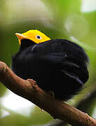 Golden-headed Manakin