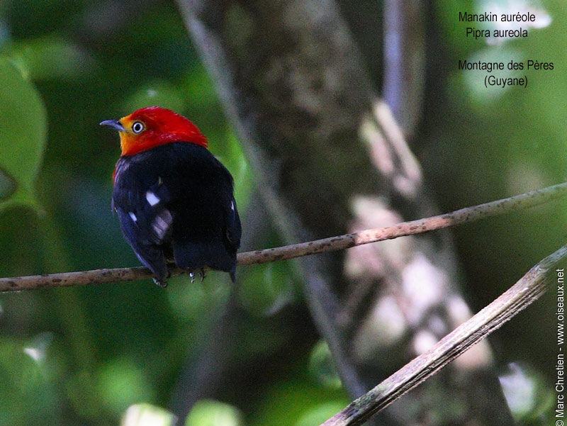 Crimson-hooded Manakin