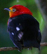 Crimson-hooded Manakin