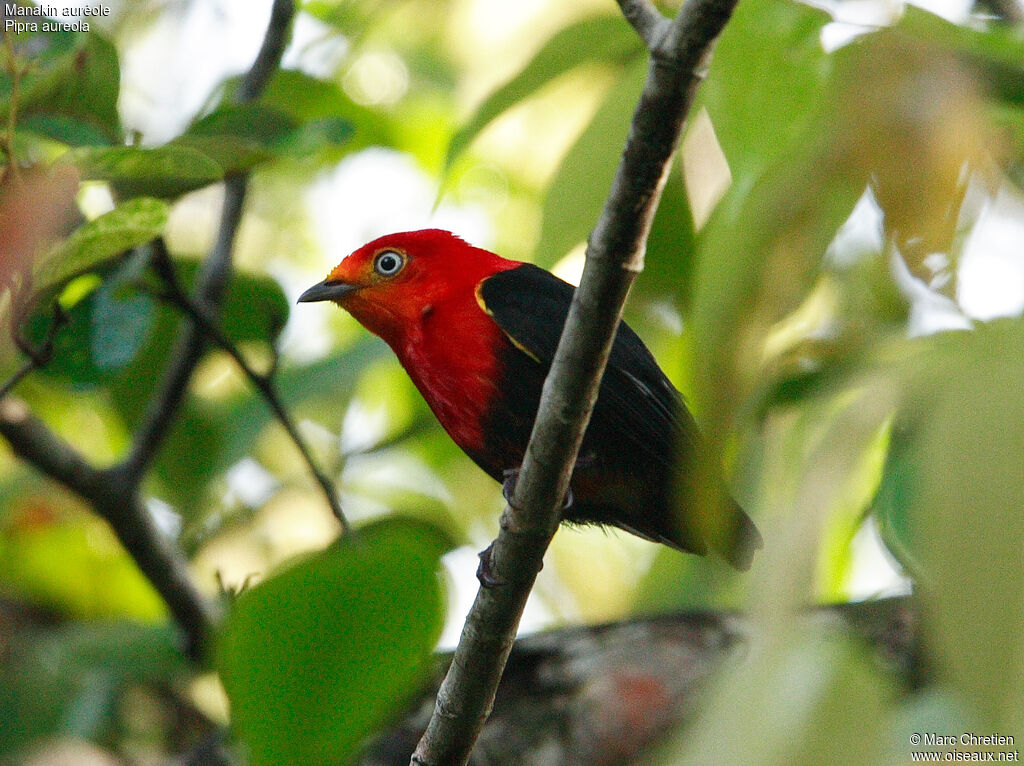 Crimson-hooded Manakin male adult