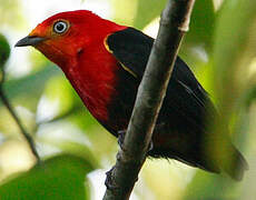 Crimson-hooded Manakin